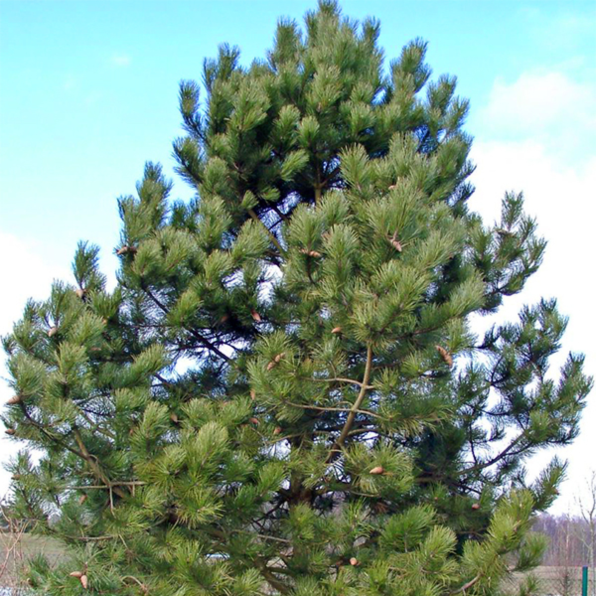 Сосна крымская купить. Сосна Pinus nigra. Сосна черная / Pinus nigra nigra. Сосна черная Австрийская Пинус Нигра. Pinus nigra Крымская сосна.