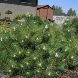 Сосна тунберга Sayonara