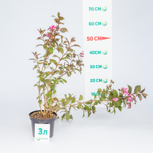 Вейгела цветущая Nana Purpurea