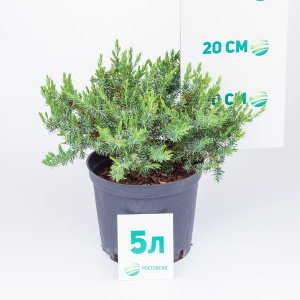 Можжевельник прибрежный Schlager