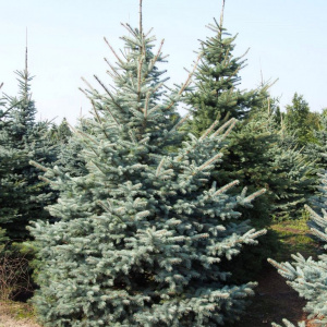 Ель колючая ф.голубая `Glauca`