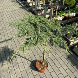 Можжевельник обыкновенный Green Carpet