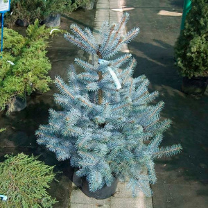 Ель колючая Super Blue Seedling