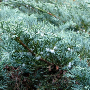 Можжевельник вергинский Hetz