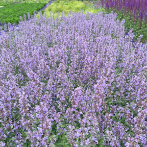 Котовник Фассена Cat`s Meow