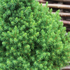 Ель канадская Аlberta Globe