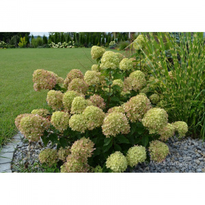 Гортензия метельчатая Little Lime