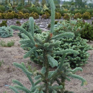 Ель энгельмана Snake