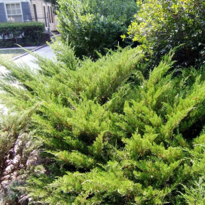 Можжевельник казацкий Mas