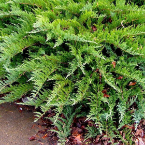 Можжевельник казацкий Tamariscifolia