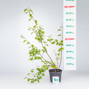 Ирга канадская Ламарка