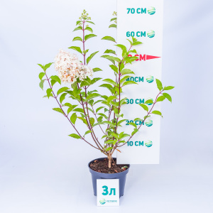 Гортензия метельчатая Diamantino