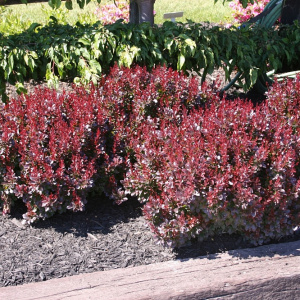 Барбарис тунберга Atropurpurea Nana			