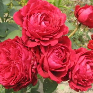 Роза Des 4 Vents