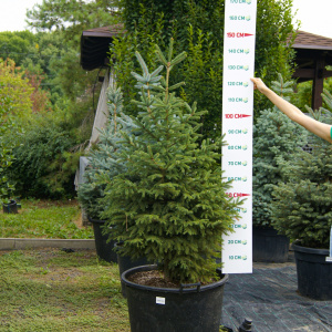 Ель обыкновенная 