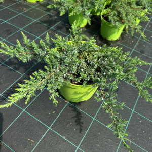 Можжевельник прибрежный Schlager