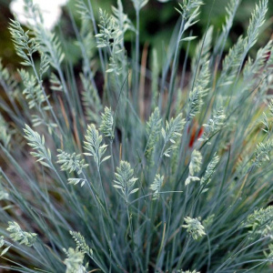 Овсяница сизая Elijah Blue