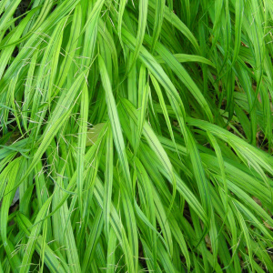 Хаконехлоя большая Greenhills