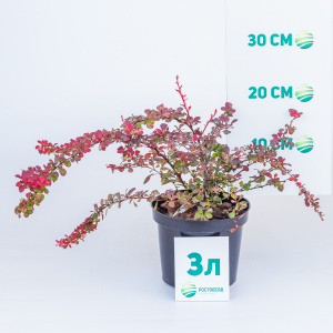 Барбарис тунберга Harlequin