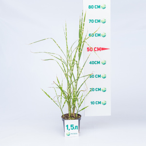 Мискантус китайский Zebrinus