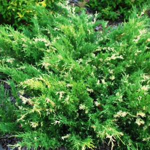 Можжевельник китайский Expansa Variegata
