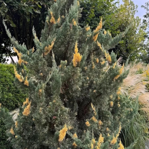 Можжевельник китайский  Variegata