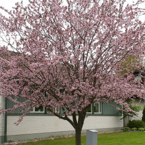 Черемуха обыкновенная Colorata