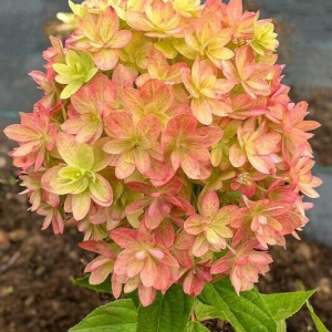 Гортензия метельчатая Мечта Лесково