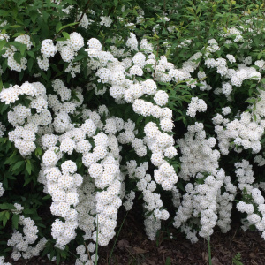 Спирея вангута