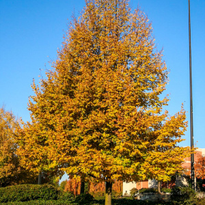 Липа мелколистная Greenspire