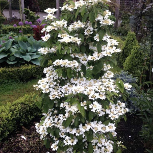 Калина складчатая Kilimandjaro