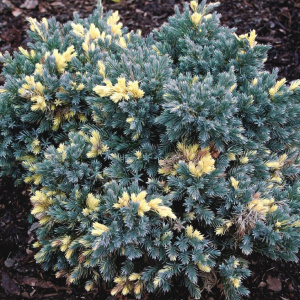 Можжевельник чешуйчатый Floreant
