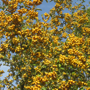 Яблоня Golden Hornet