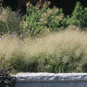 Луговик дернистый Goldtau