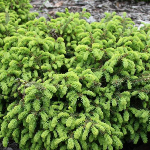 Ель обыкновенная Nidiformis