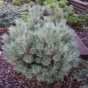 Сосна обыкновенная Chantry blue