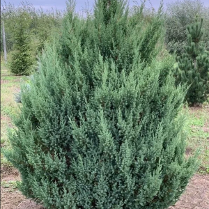 Можжевельник китайский Stricta