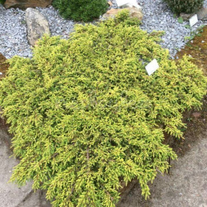 Можжевельник обыкновенный Lemon Carpet