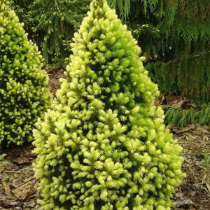 Ель канадская  `Sun on the Sky` 