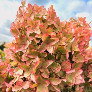 Гортензия метельчатая Metallica 