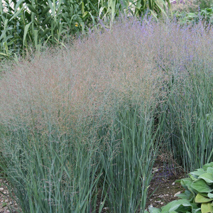 Просо Heavy Metal