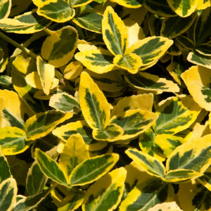 Бересклет Форчуна Emerald’n ‘Gold