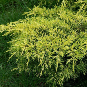 Можжевельник средний Gold Coast