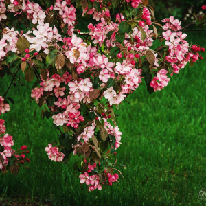 Яблоня Rudolph