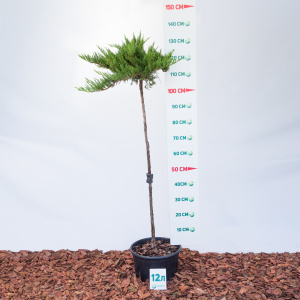 Можжевельник казацкий Tamariscifolia