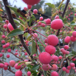 Яблоня Brandy Magic