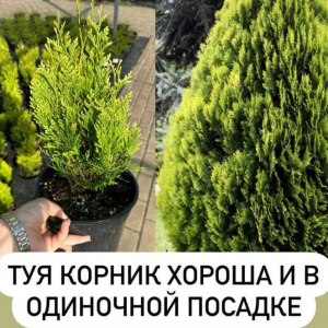 Туя складчатая Kornik