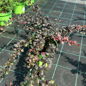 Барбарис тунберга Dart`s Red Lady