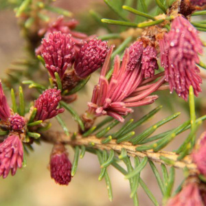 Ель обыкновенная Cruenta