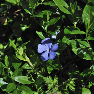 Барвинок малый Sebastian